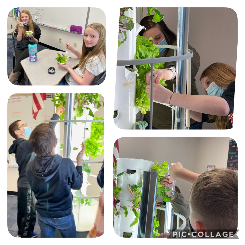 5th & 6th Graders are harvesting lettuce and micro greens from the Tower Garden. Thanks for all your help Kelli Gilbert.