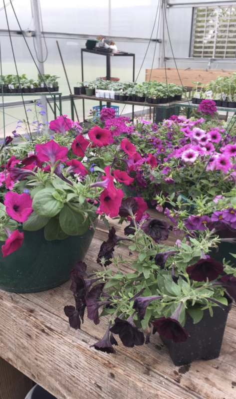 Greenhouse Plants